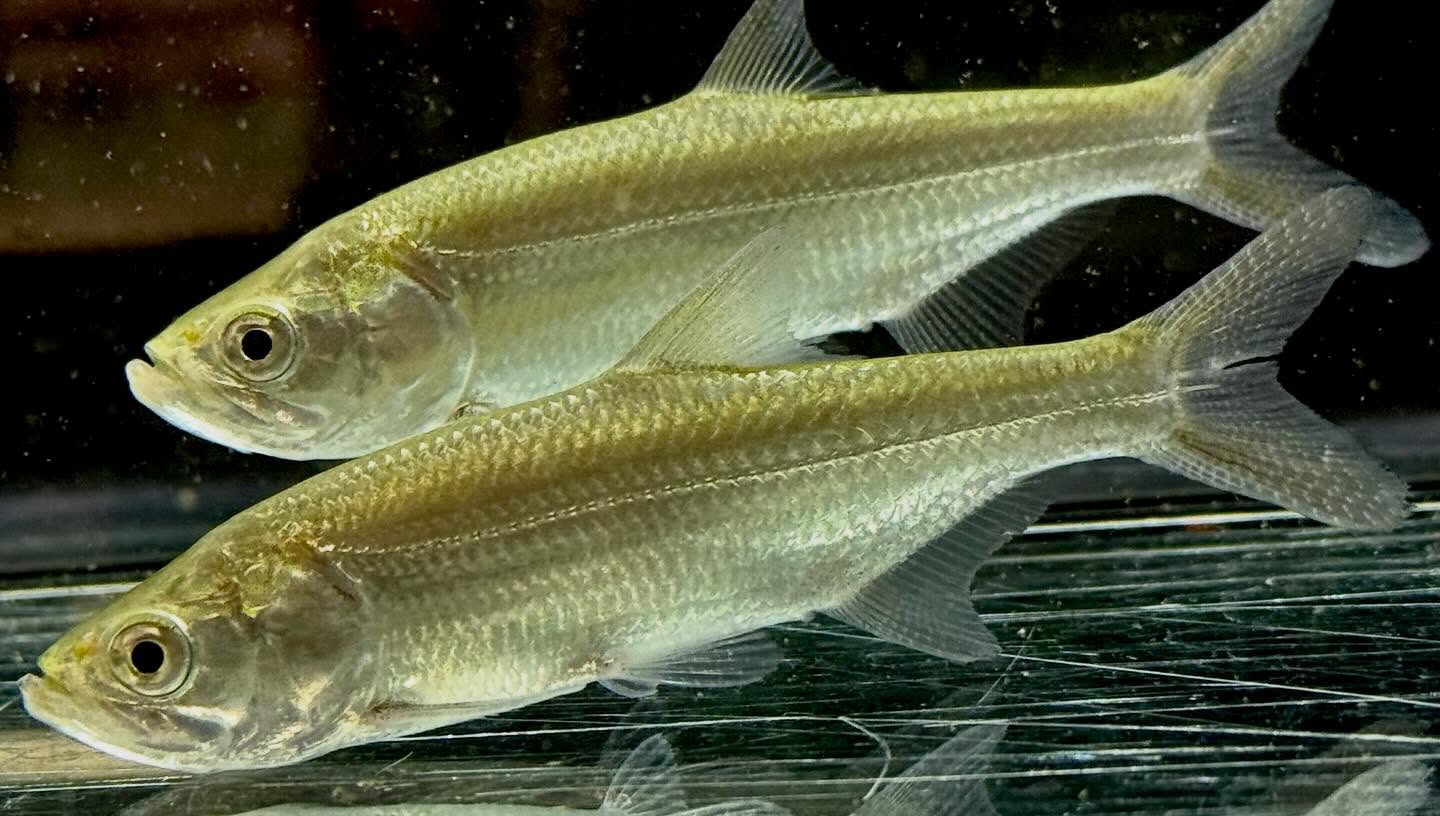 アトランティックターポン 