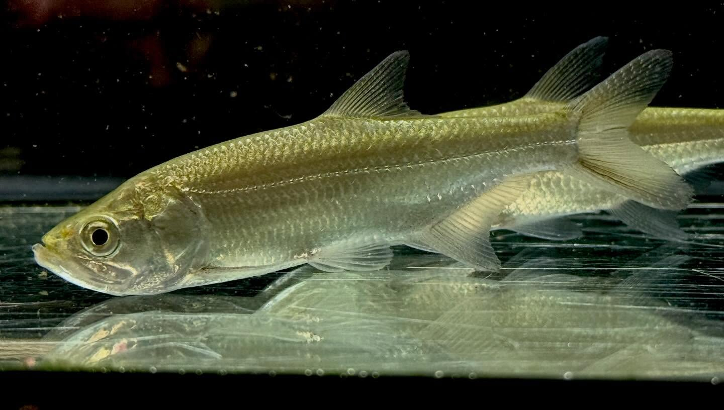 アトランティックターポン 