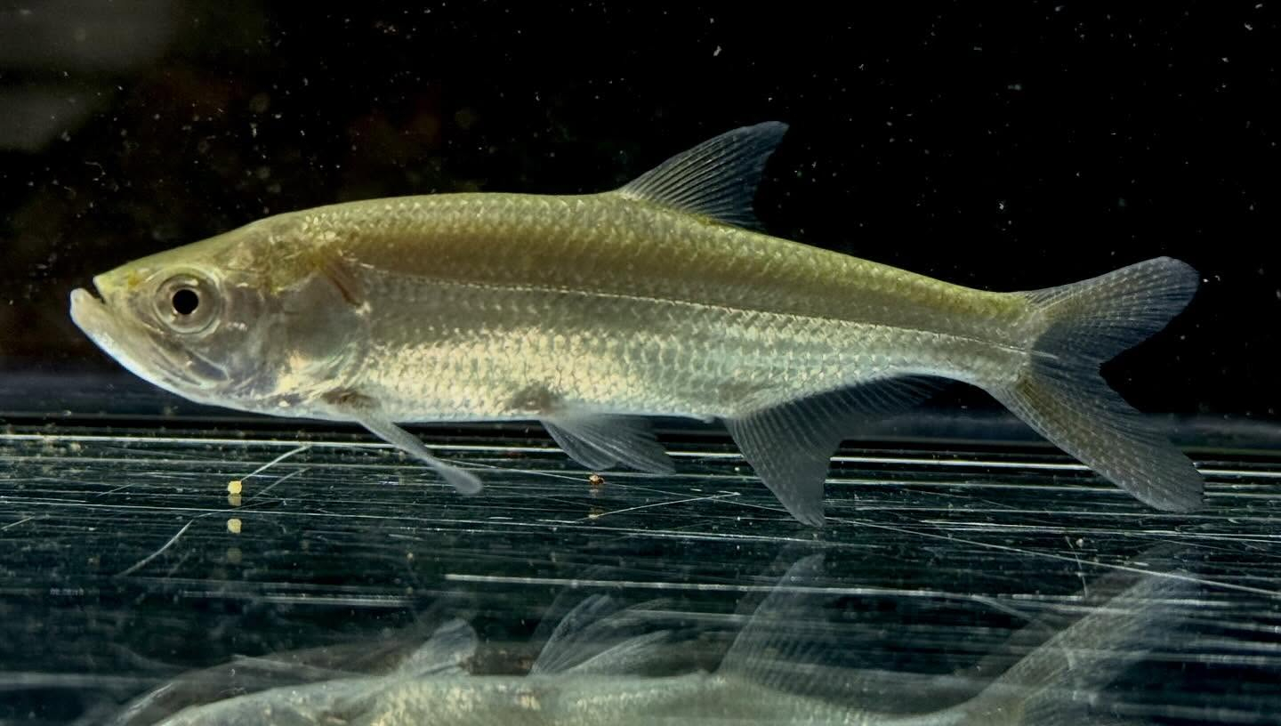 アトランティックターポン 