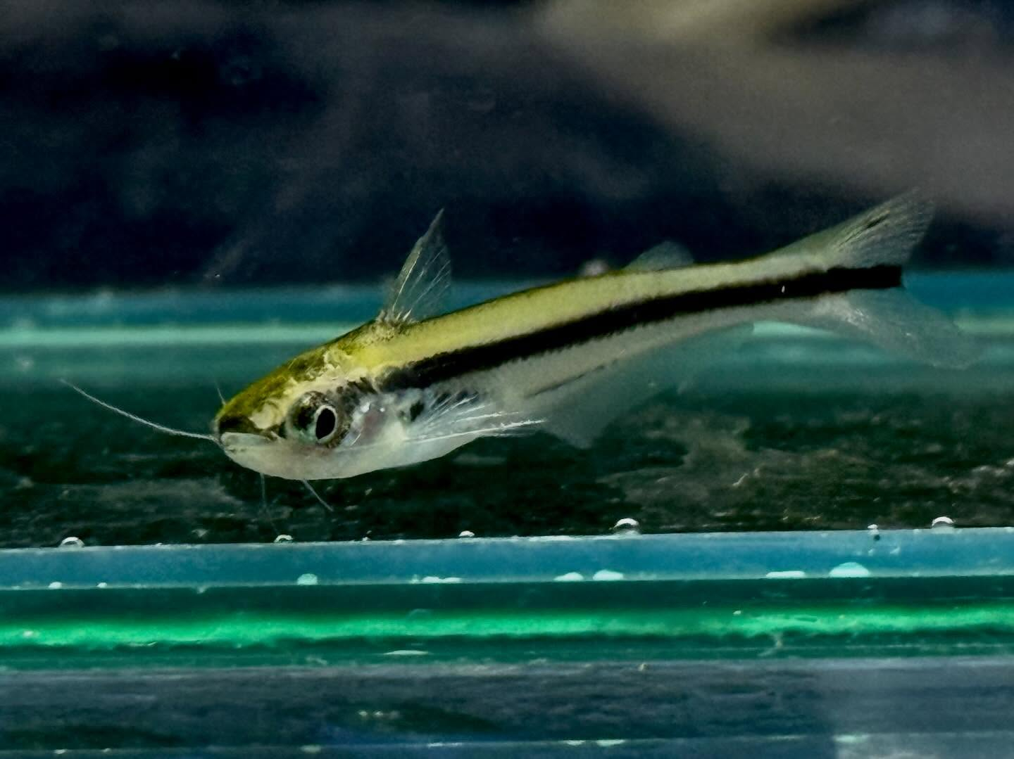 アフリカンストライプ グラスキャット 3cm±