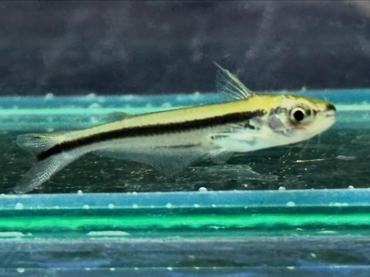 アフリカンストライプ