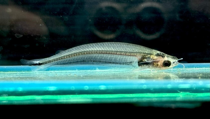 アフリカングラスキャット 5cm± ¥1,200