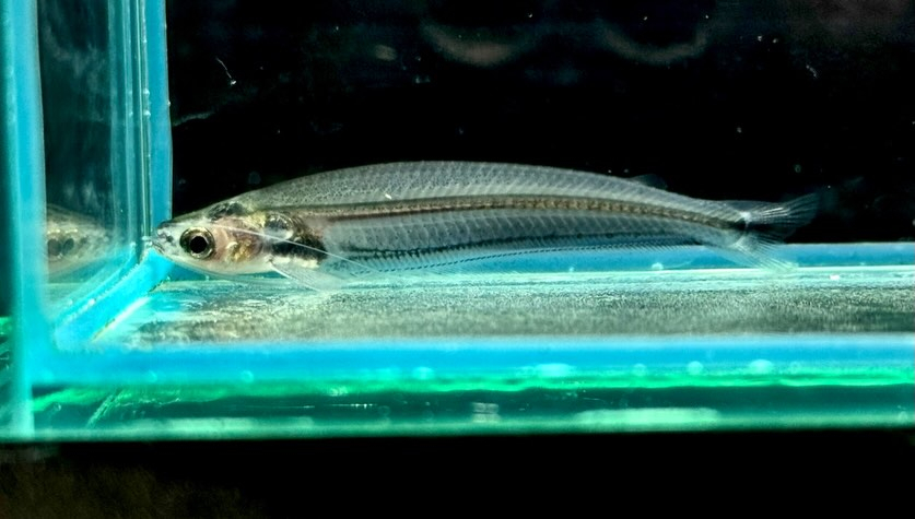 アフリカングラスキャット 5cm± ¥1,200