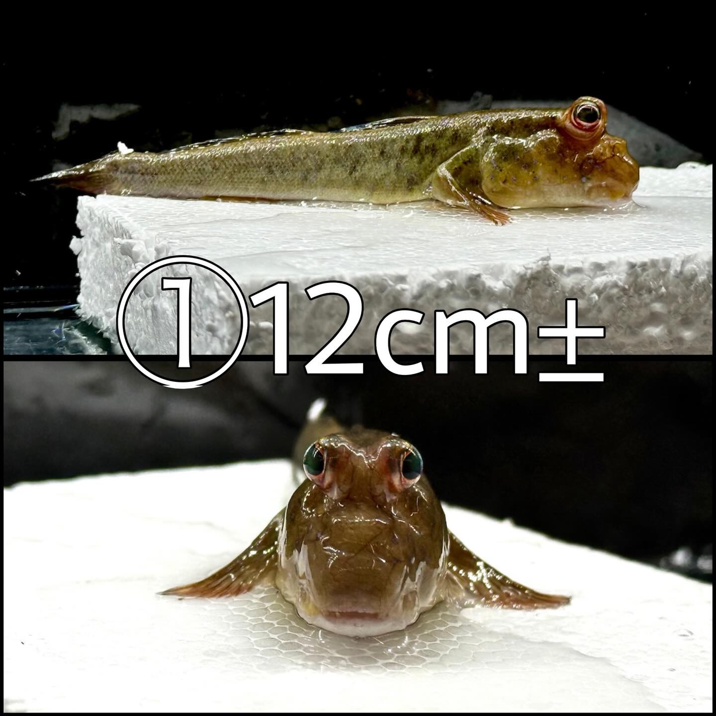 アフリカンマッドスキッパー ¥2,500