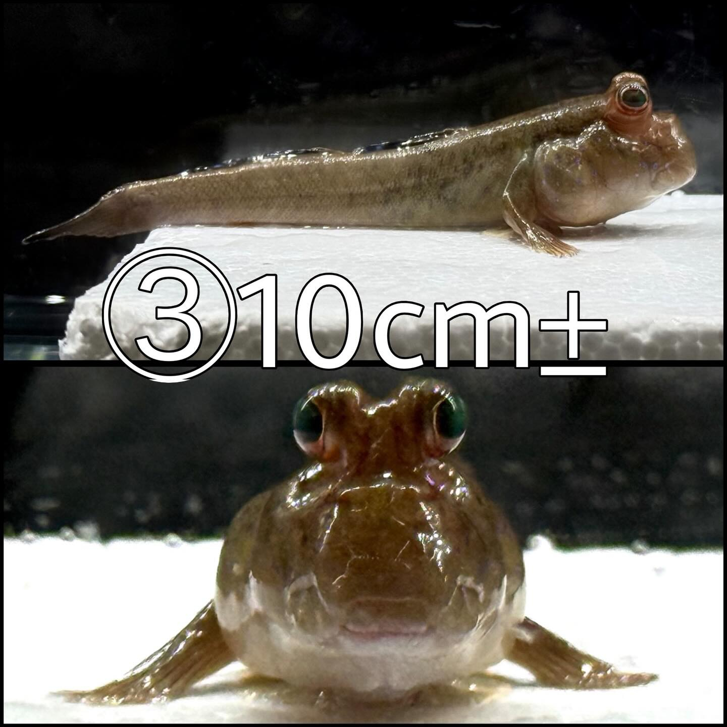 アフリカンマッドスキッパー ¥2,500