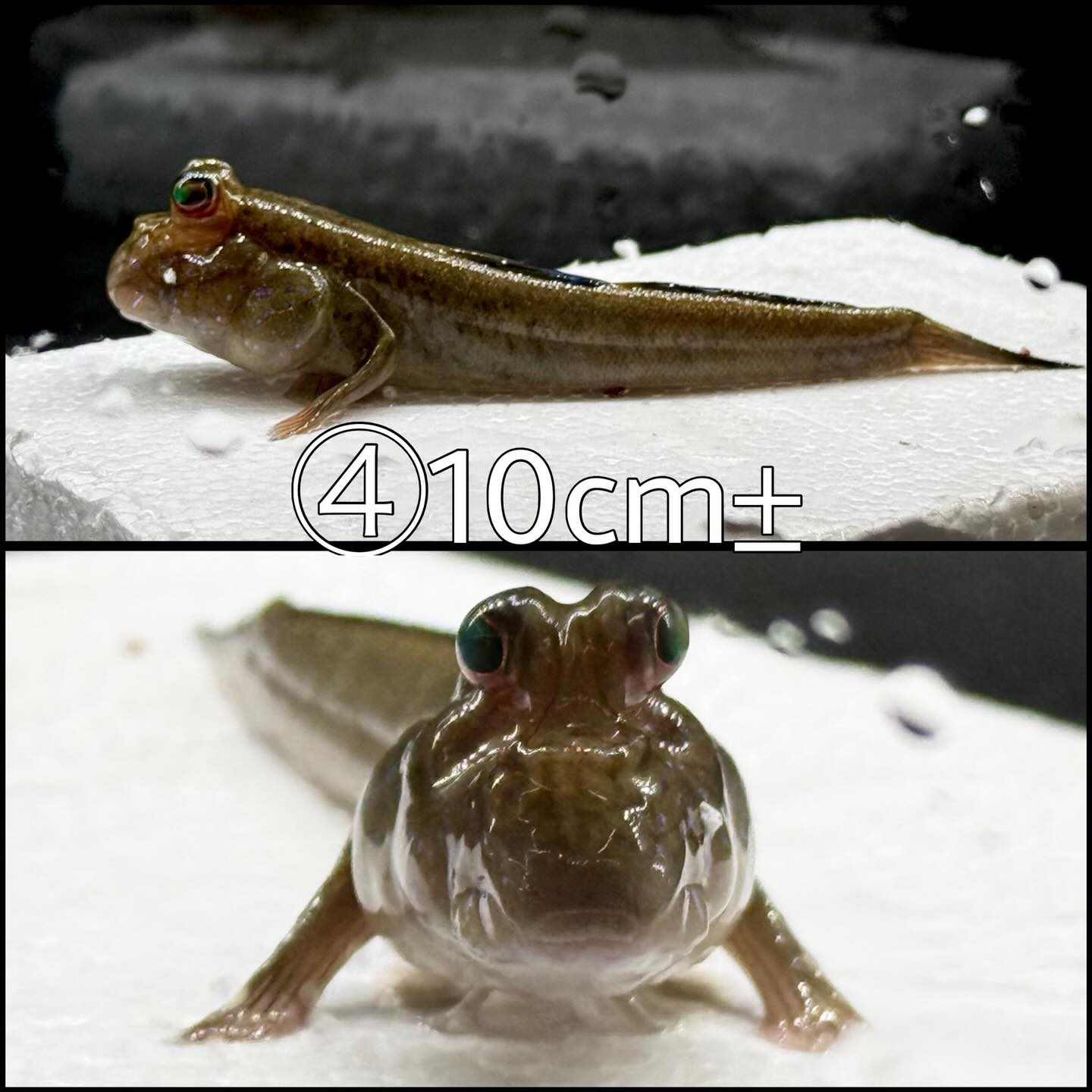 アフリカンマッドスキッパー ¥2,500