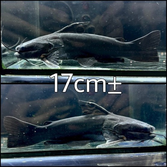 ドカンマウスキャット 