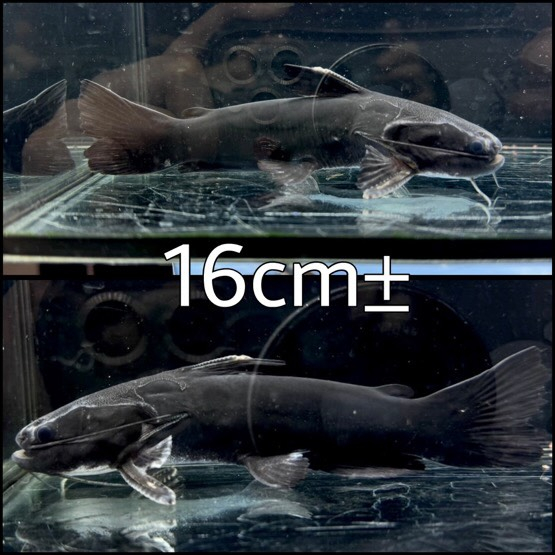 ドカンマウスキャット ¥9,800