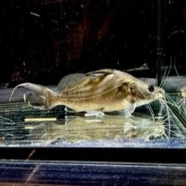 バグルスフィラメントーサス 