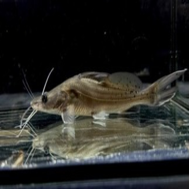 バグルスフィラメントーサス 