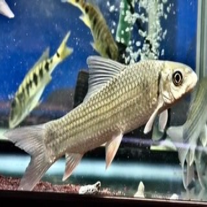 ナイジェリア産 ラベオsp.