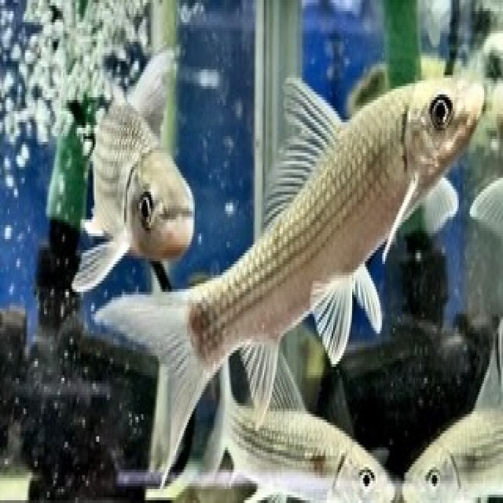 ナイジェリア産 ラベオsp.