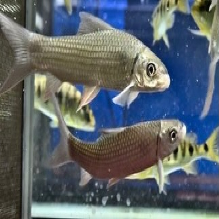 ナイジェリア産 ラベオsp.