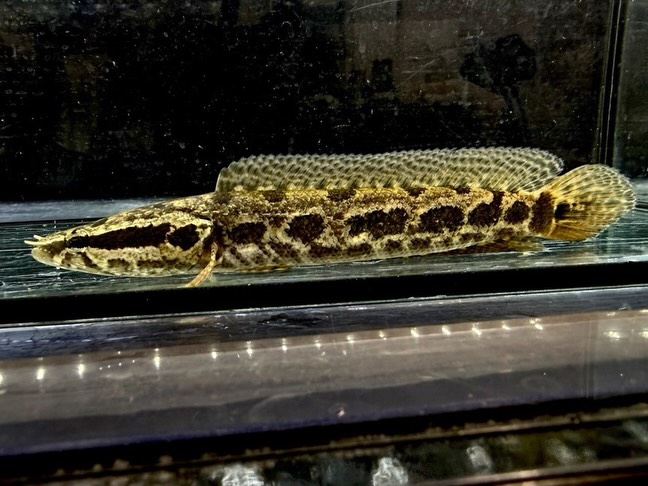 アフリカンスネークヘッド ①17cm±