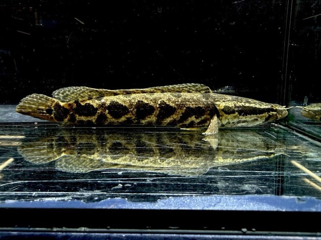 アフリカンスネークヘッド ②17cm±