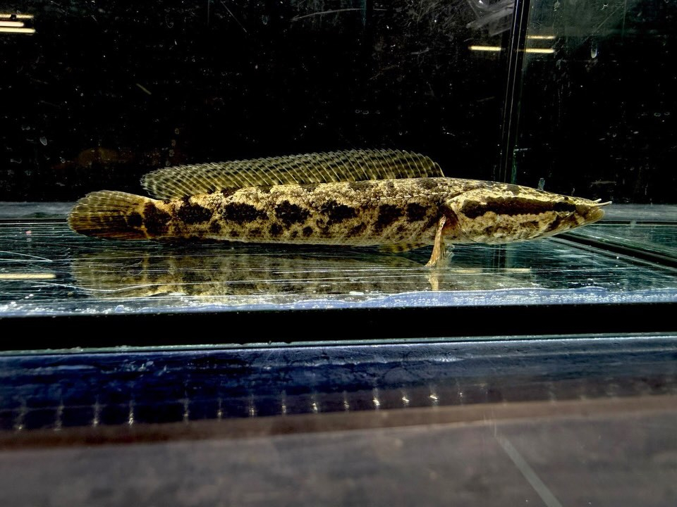 アフリカンスネークヘッド ③16cm±