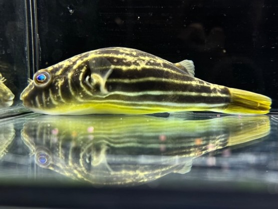 テトラオドン ファハカ ①16cm 