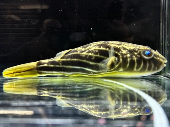 テトラオドン ファハカ ①16cm ¥8,800