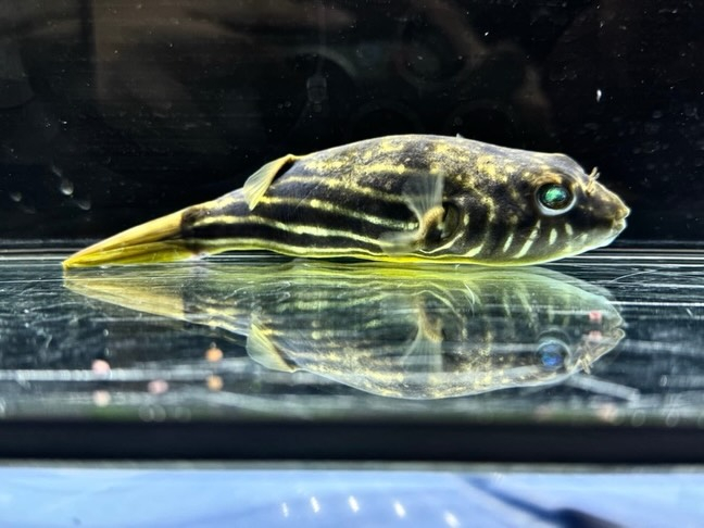 テトラオドン ファハカ ② 15cm 