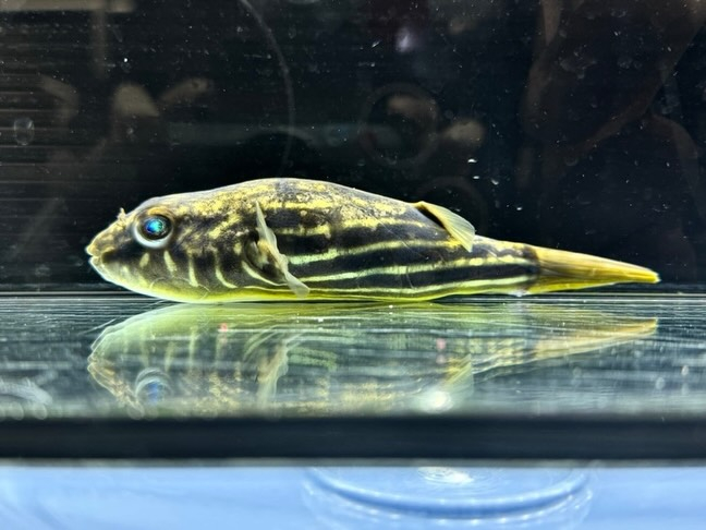 テトラオドン ファハカ ② 15cm ¥8,800