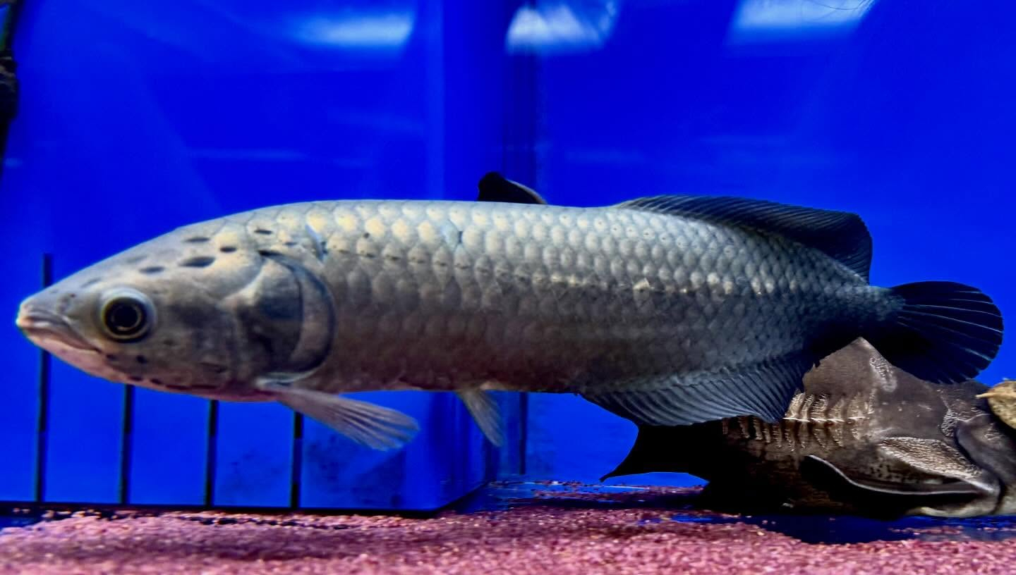 ヘテロティス ナイジェリア産① 32cm