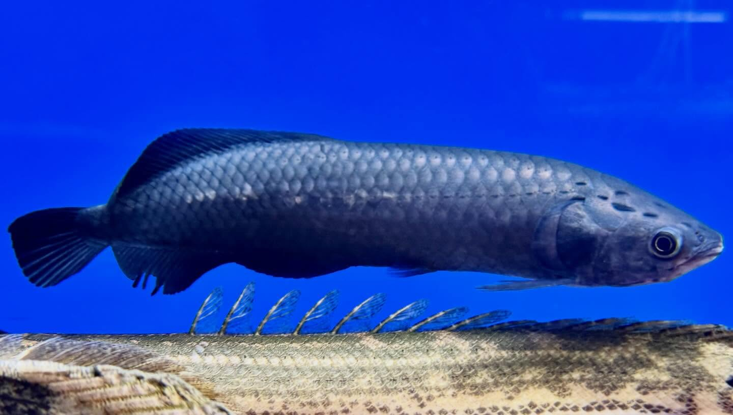 ヘテロティス ナイジェリア産① 32cm