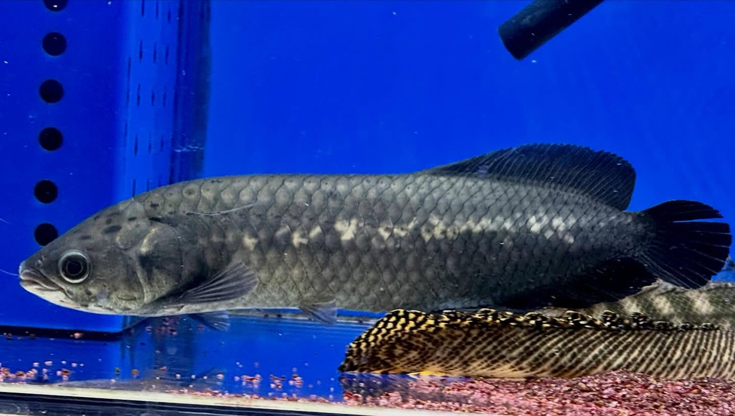 ヘテロティス ナイジェリア産② 31cm