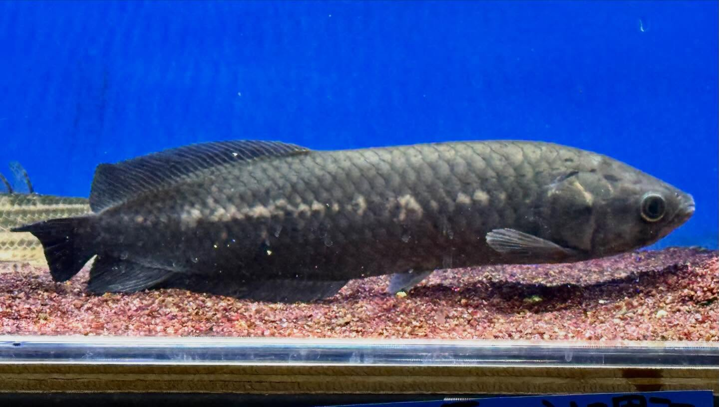 ヘテロティス ナイジェリア産② 31cm