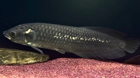 ヘテロティス ナイジェリア産③ 33cm