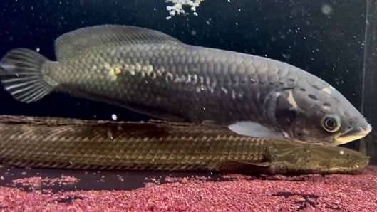 ヘテロティス ナイジェリア産③ 33cm