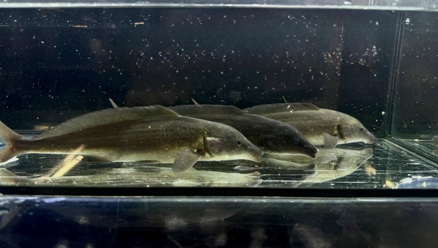 モルミルス ロンギロストリス 