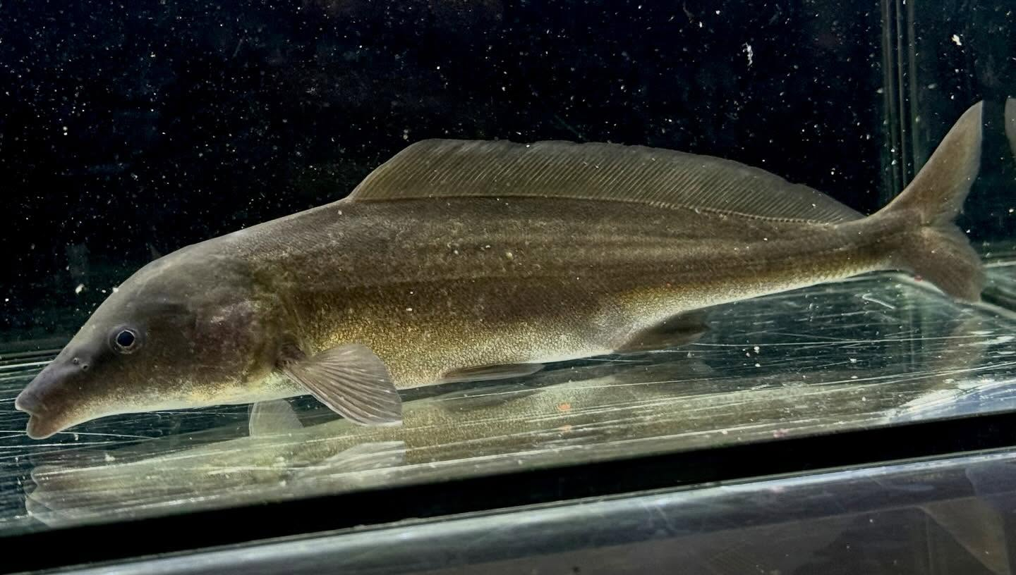 モルミルス ロンギロストリス 