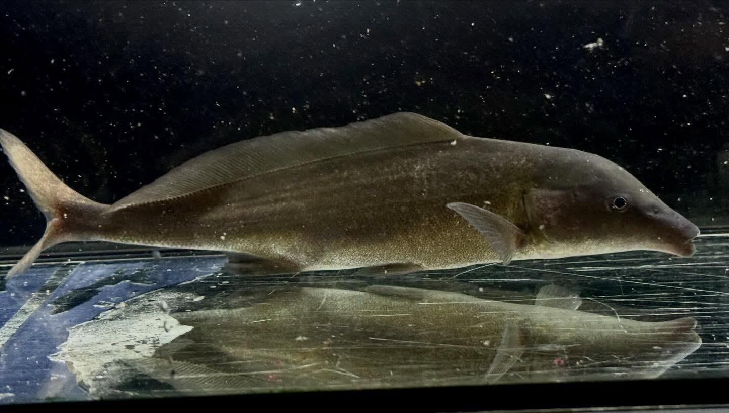 モルミルス ロンギロストリス 