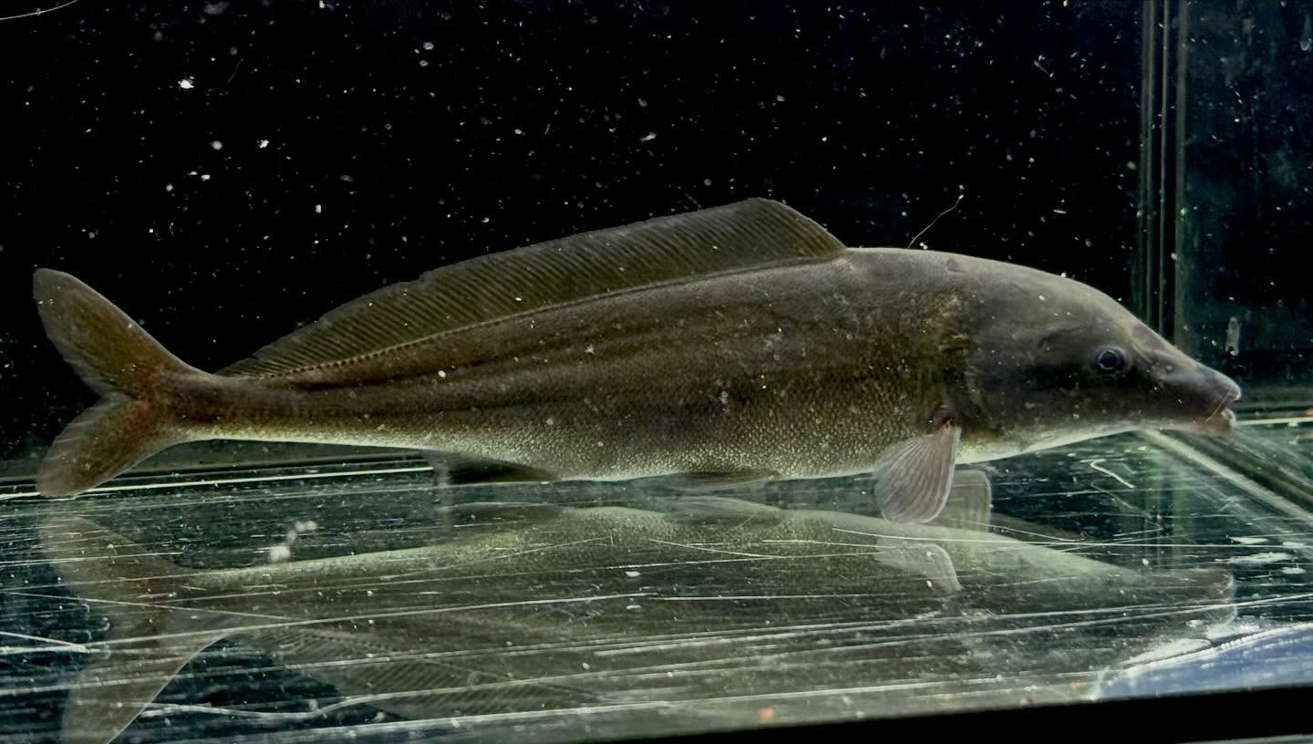 モルミルス ロンギロストリス 