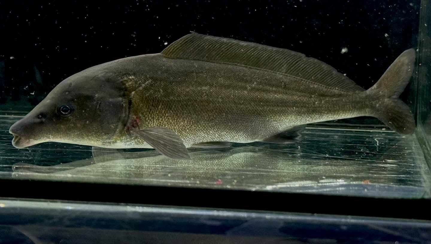 モルミルス ロンギロストリス 