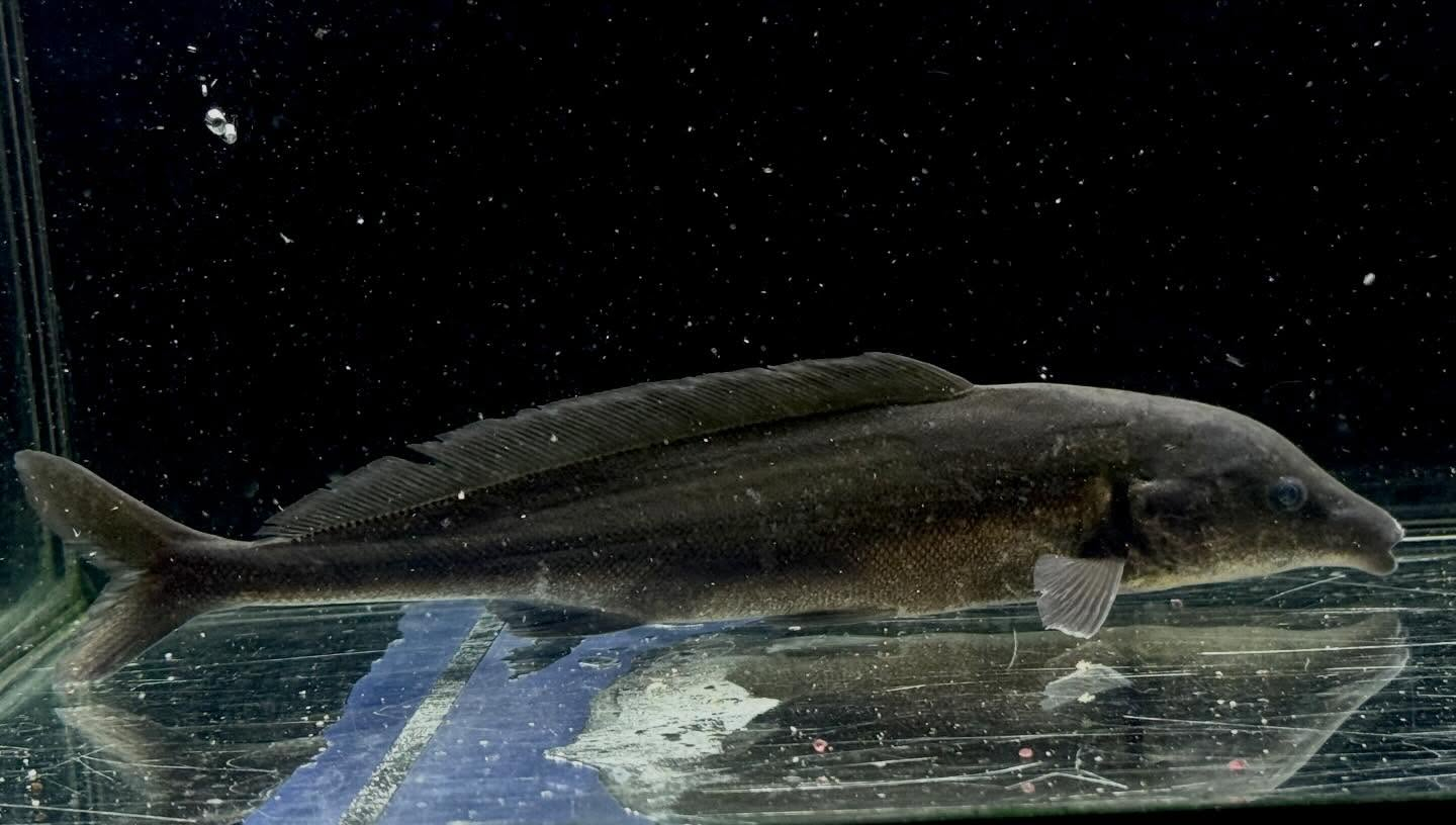 モルミルス ロンギロストリス 