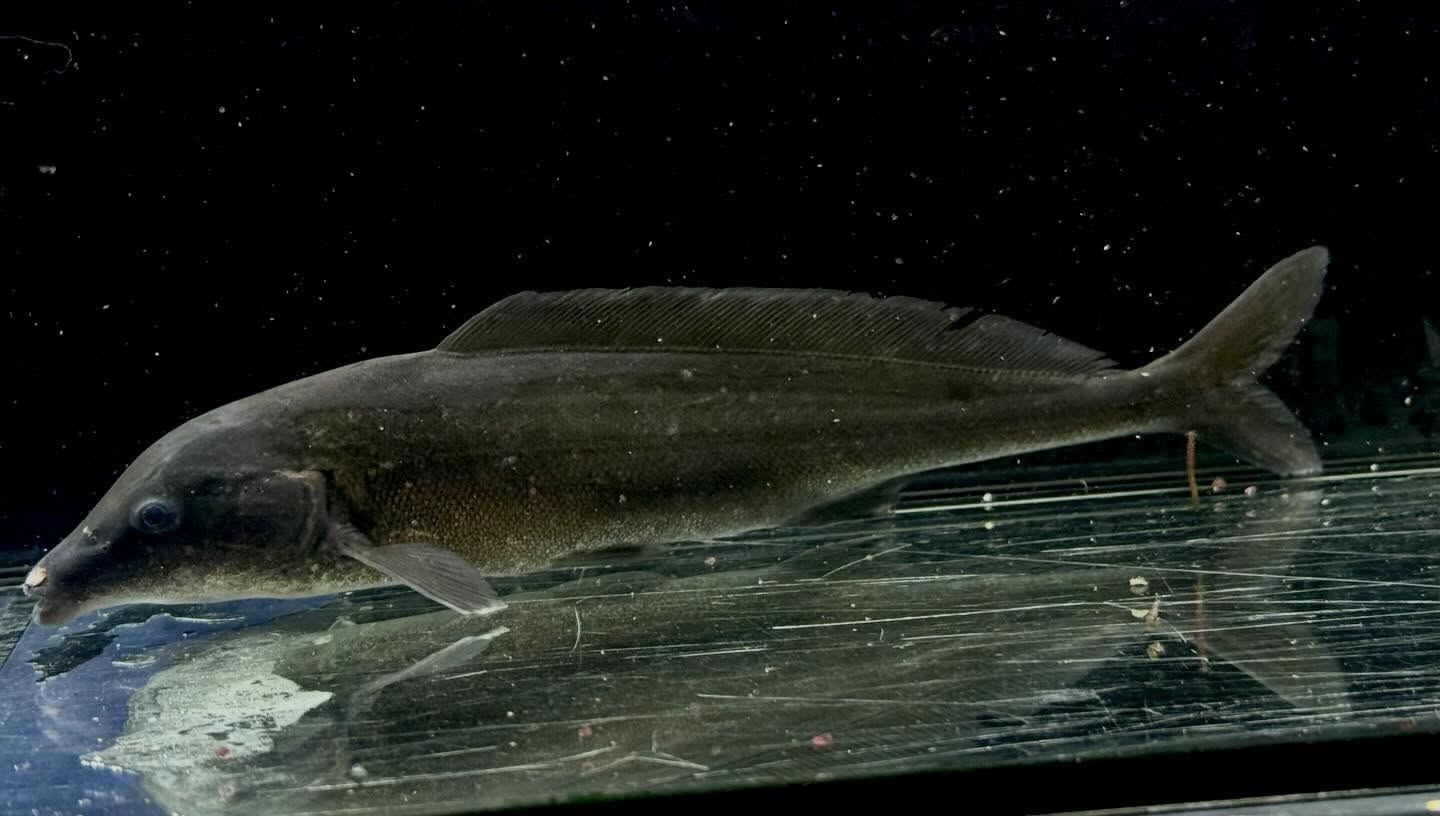 モルミルス ロンギロストリス 