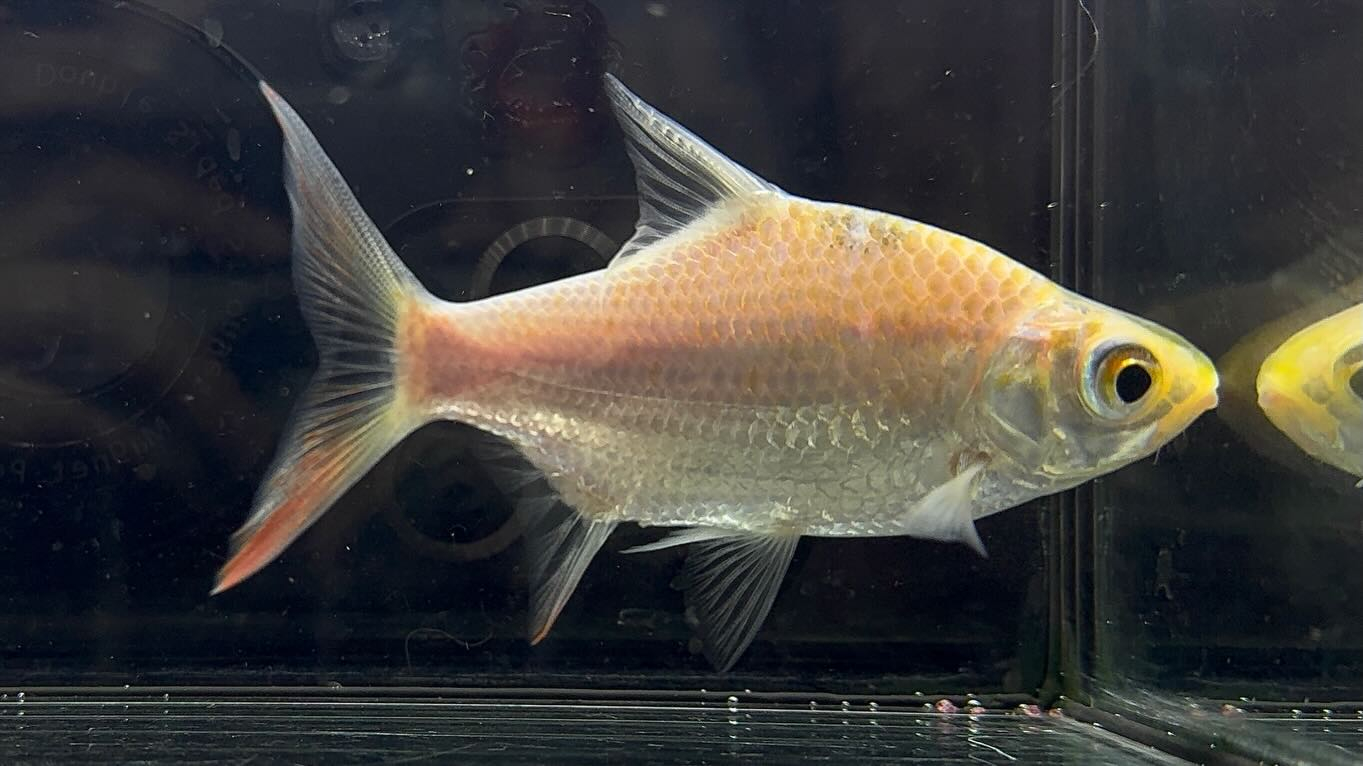 aquastyleg.base.shop/items/127...