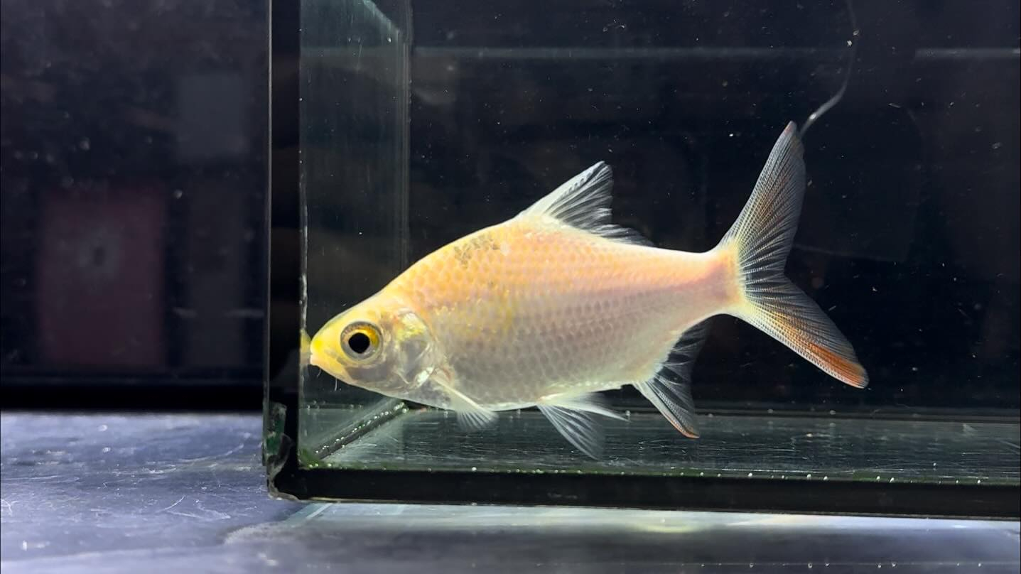 aquastyleg.base.shop/items/127...