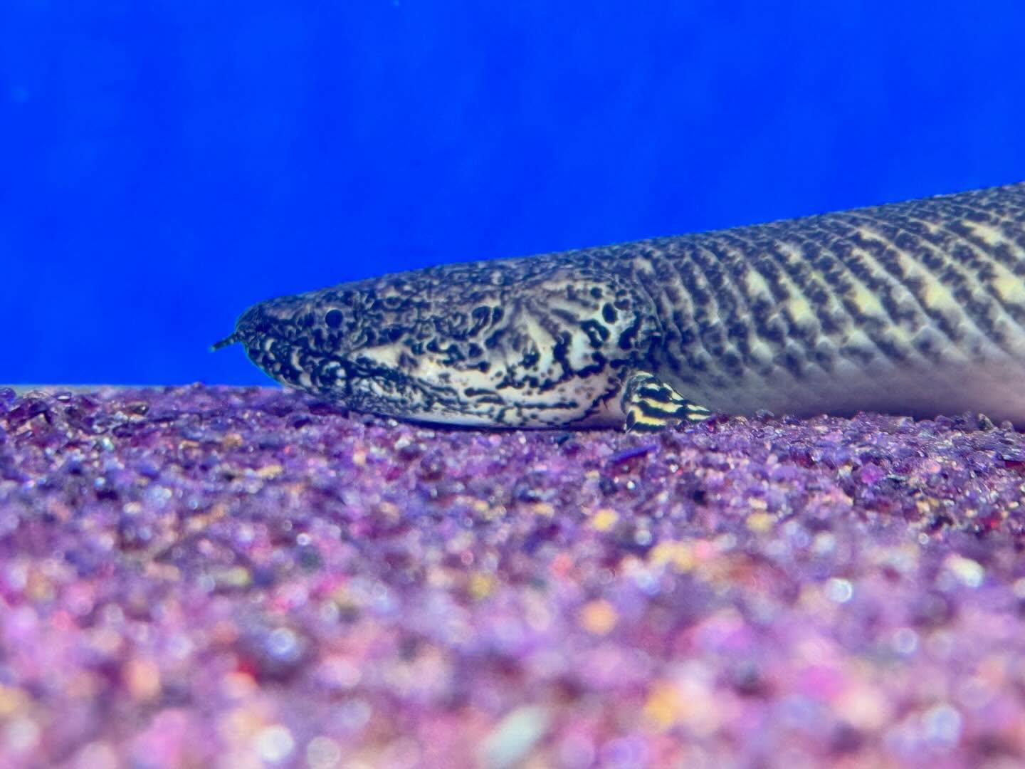 aquastyleg.base.shop/items/131...