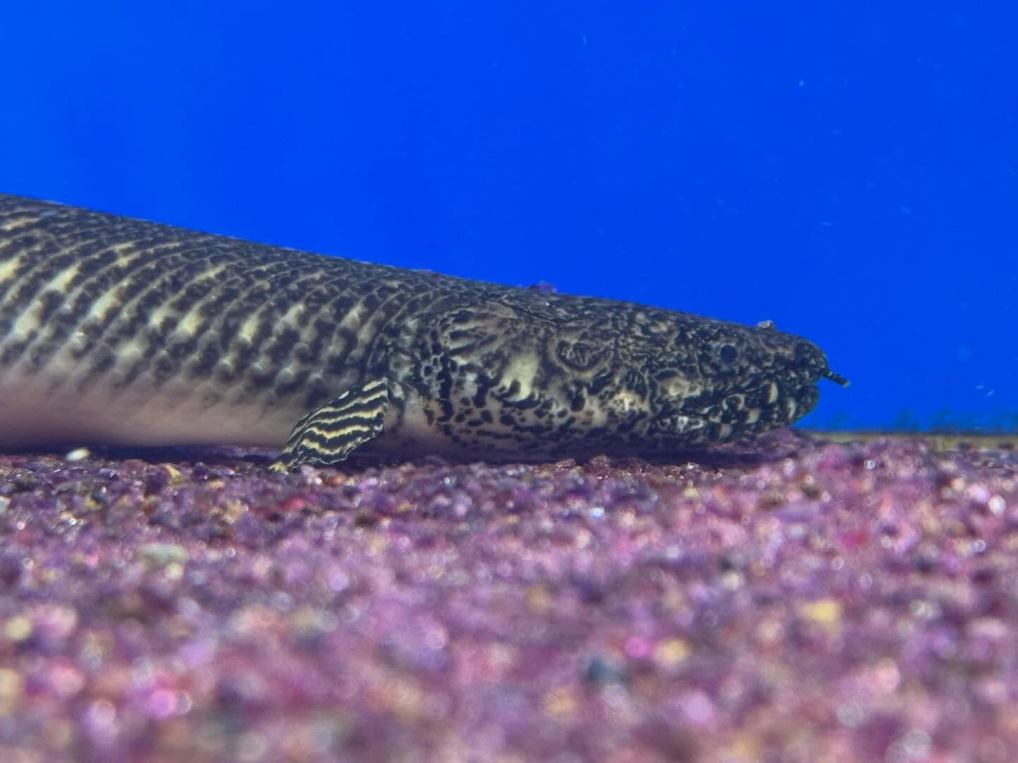 aquastyleg.base.shop/items/131...