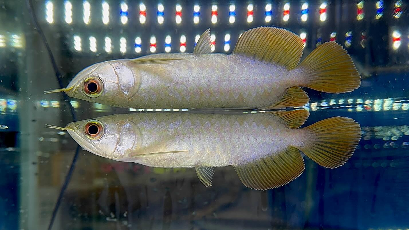 aquastyleg.base.shop/items/127...