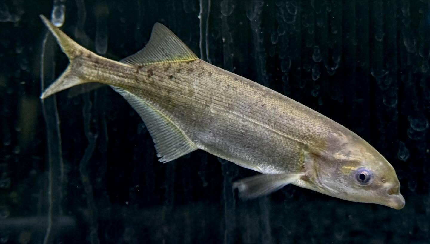 aquastyleg.base.shop/items/124...