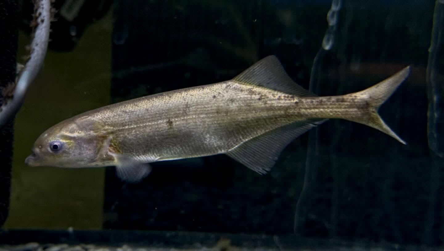 aquastyleg.base.shop/items/124...