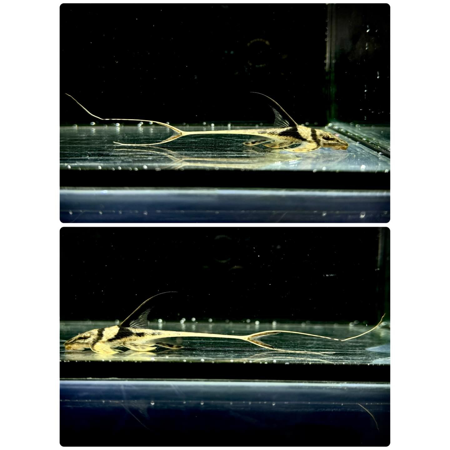 ラモンティクティス リャネイロ 