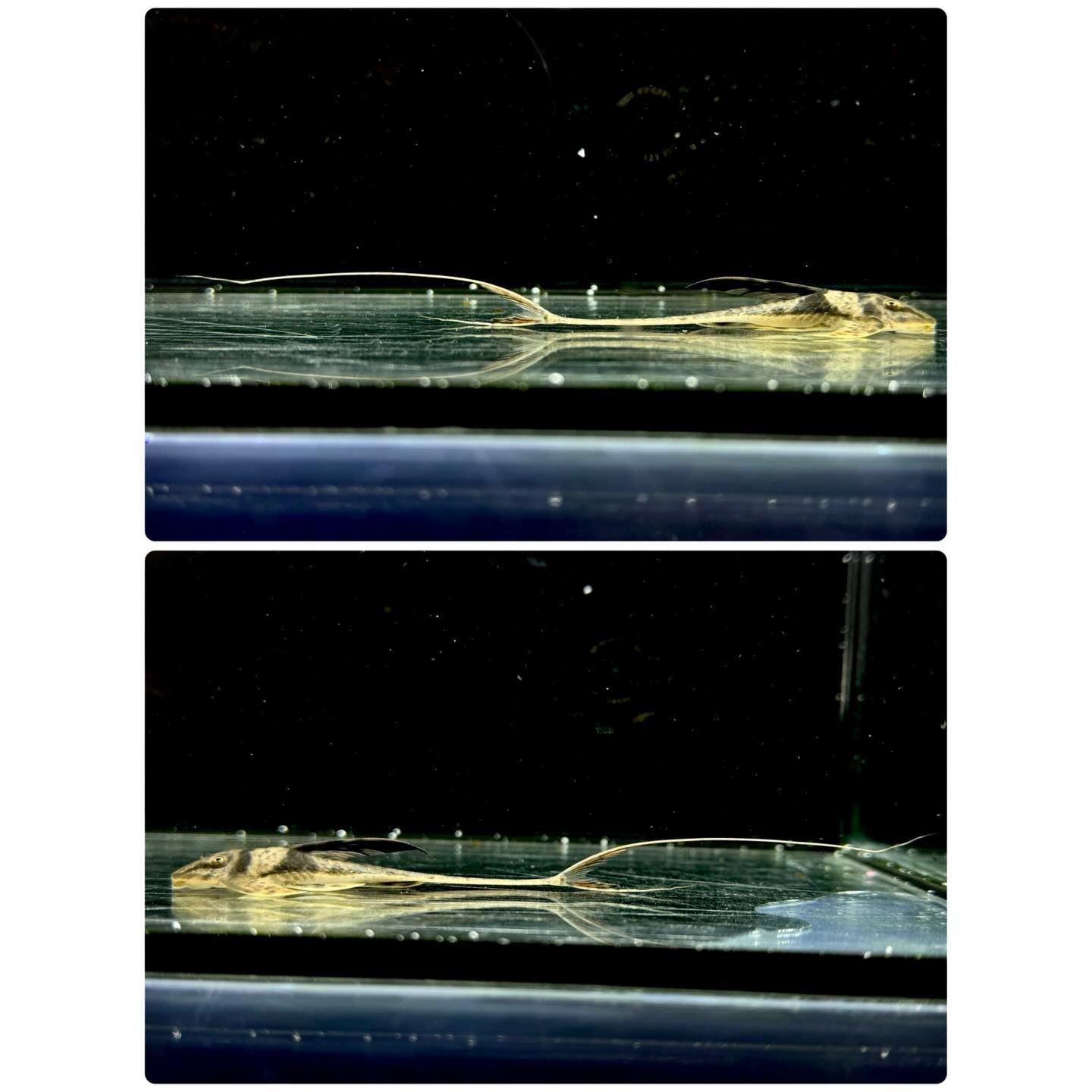 ラモンティクティス リャネイロ 