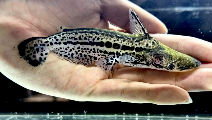 マーブルドルフィンキャット 13cm±