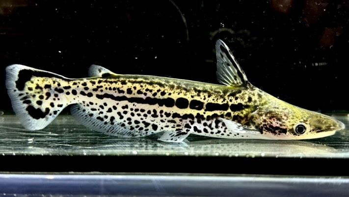 マーブルドルフィンキャット 13cm±