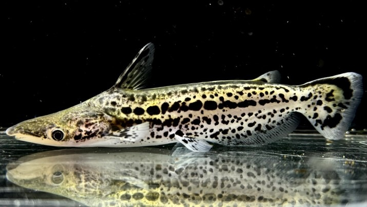 マーブルドルフィンキャット 13cm±