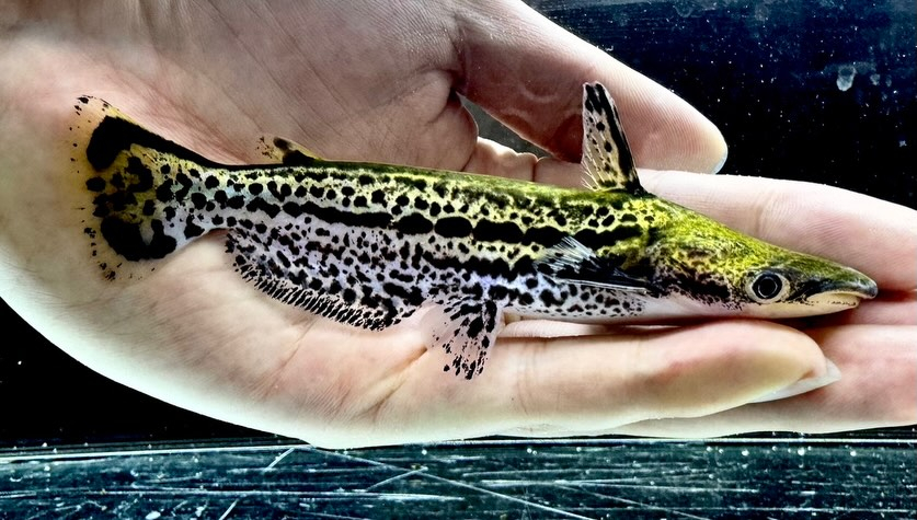 マーブルドルフィンキャット 13cm±